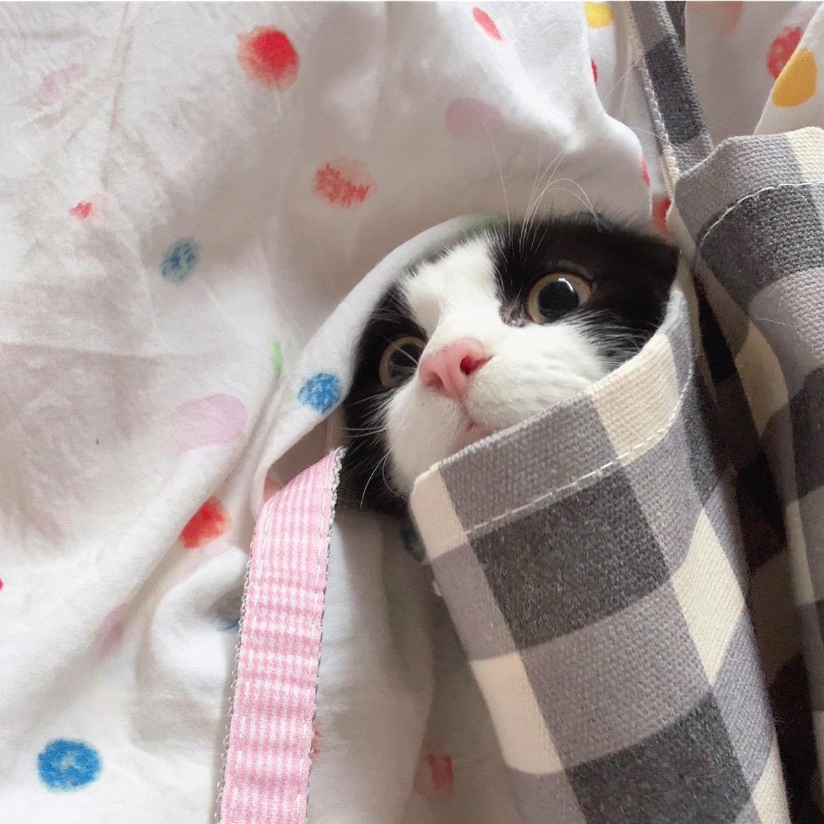 小猫畏畏缩缩探索世界～