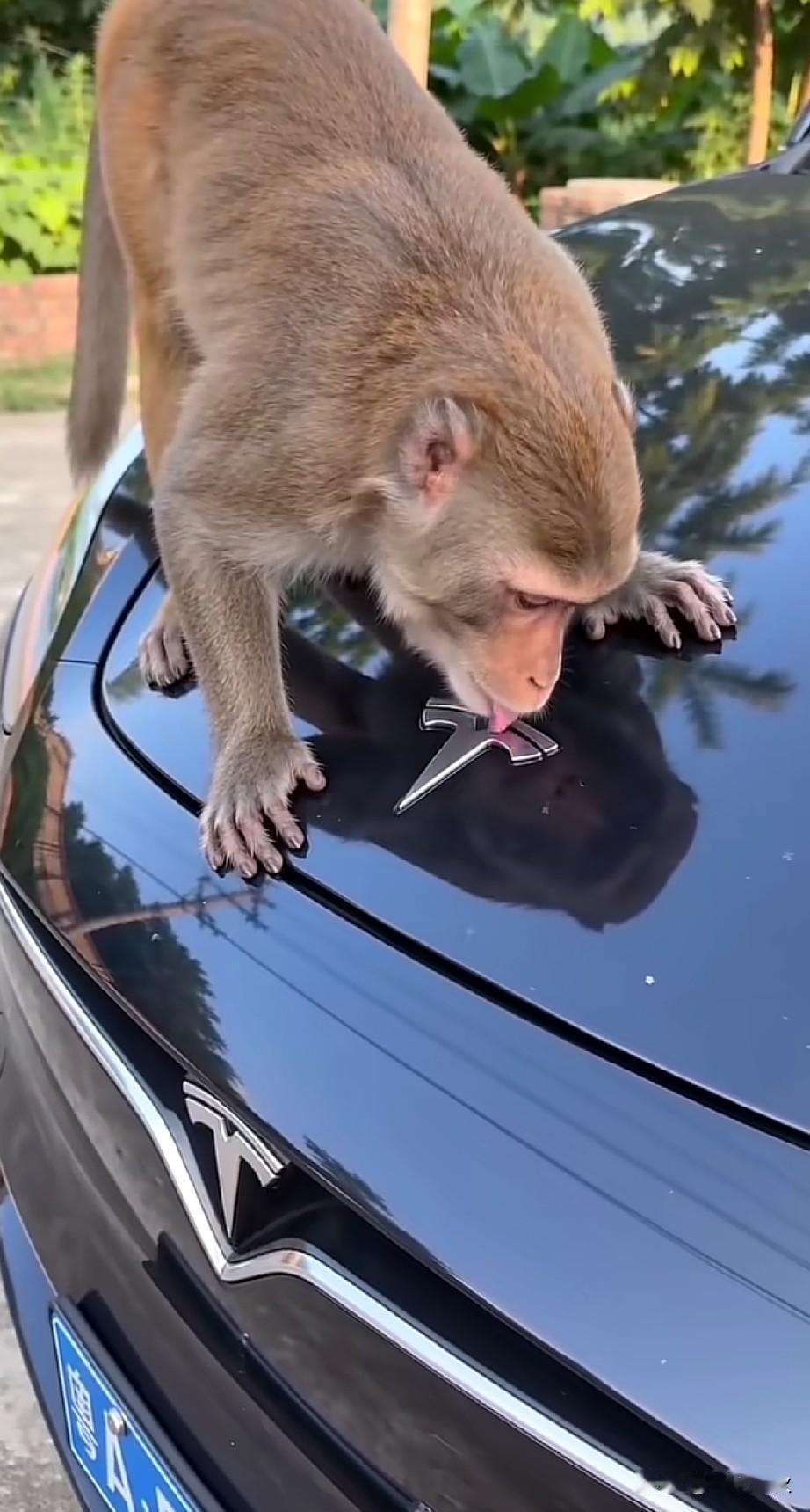 二郎山的猴子🐒这是需要补钙？