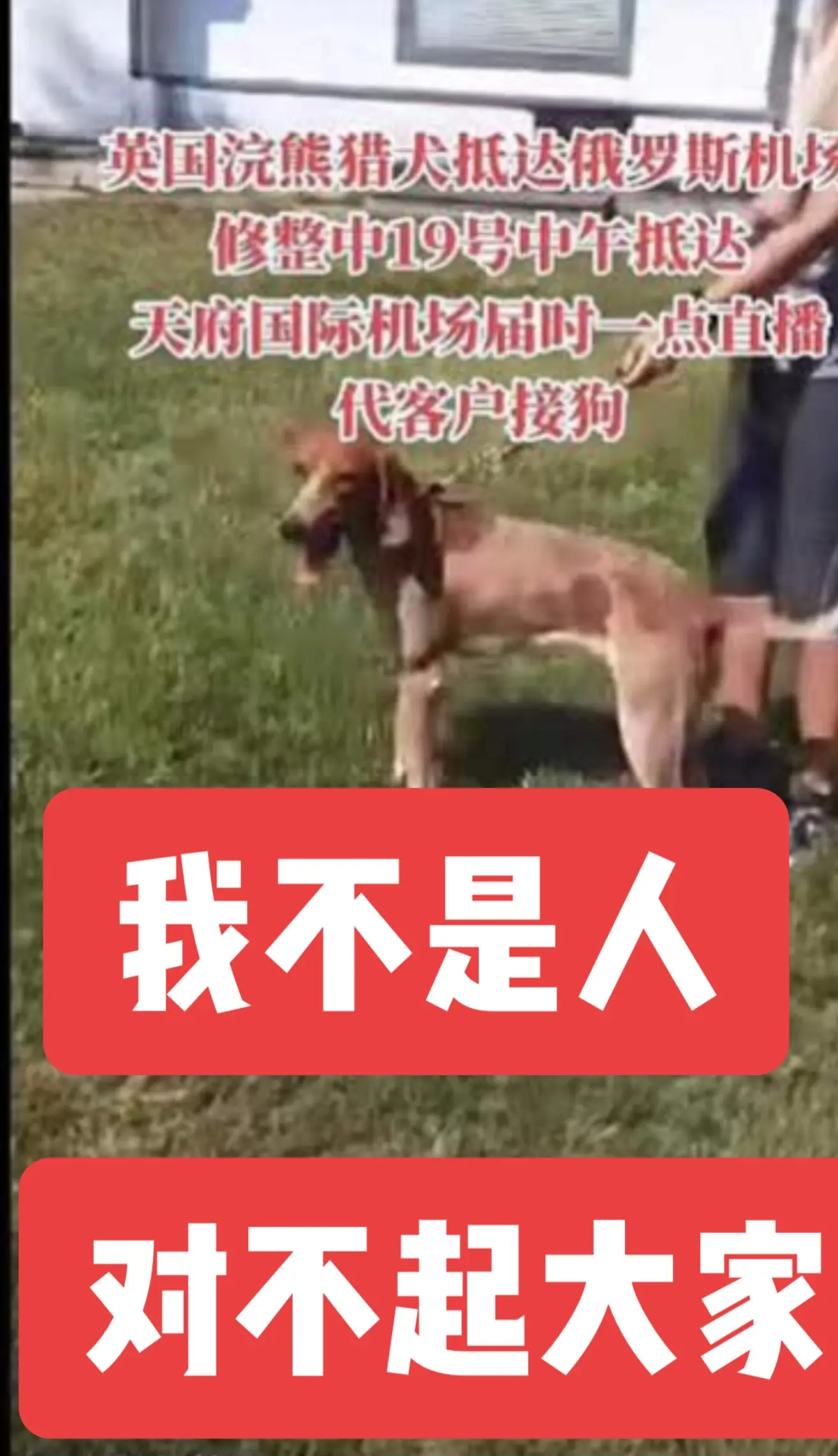 希腊猎犬 三色猎犬 红斑猎犬 普罗特猎犬 蓝斑猎犬