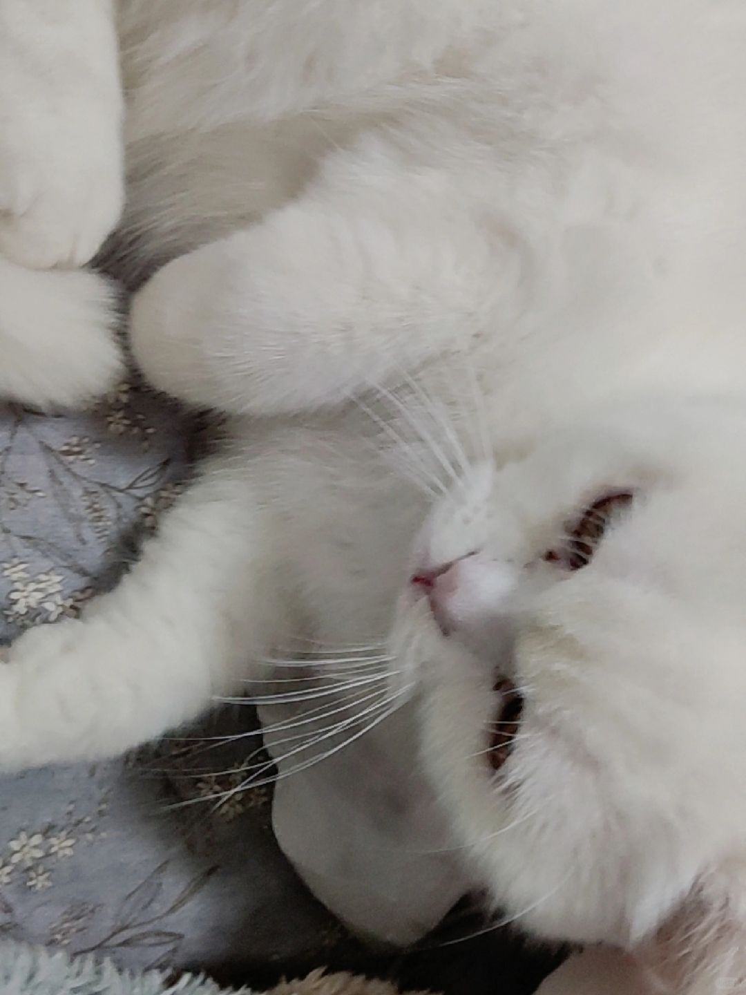 可可爱爱 没有脑袋