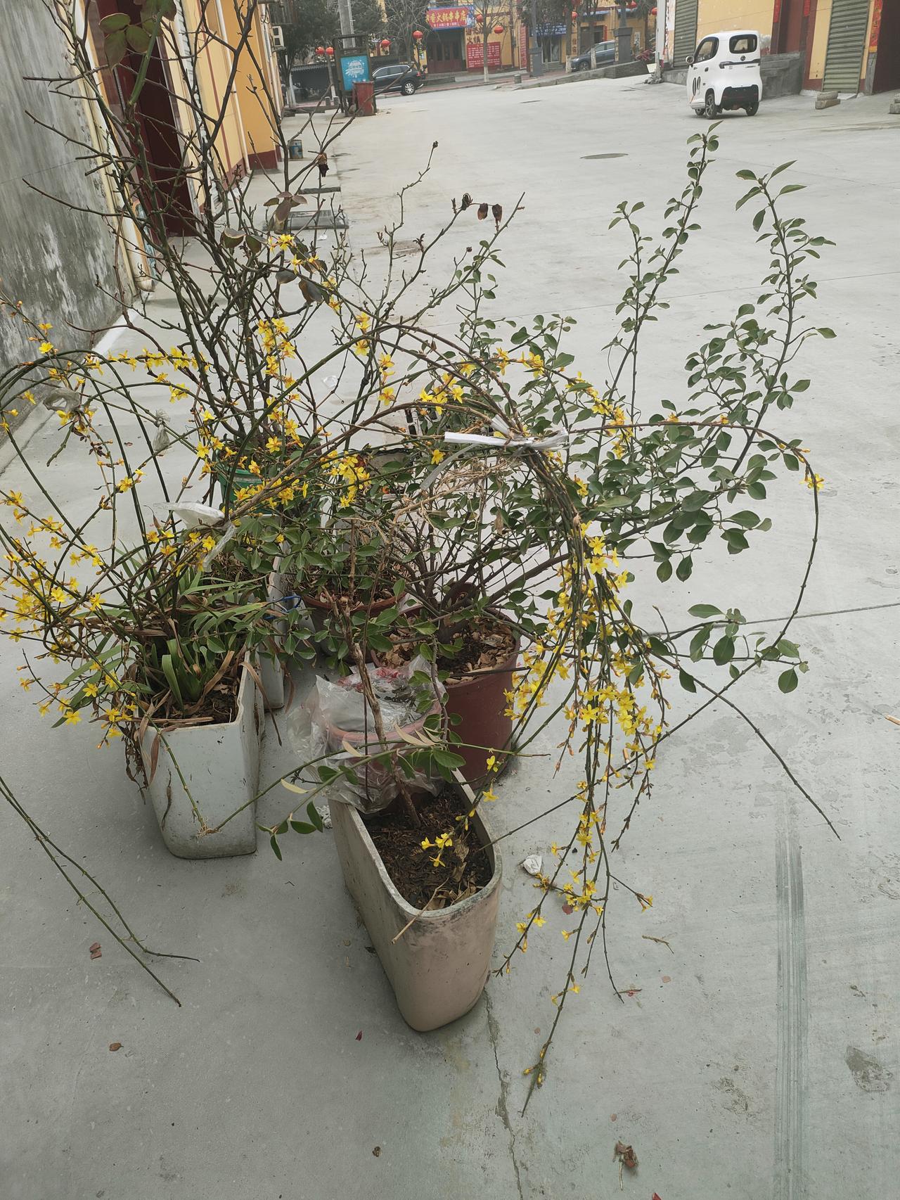 一张图证明春天来了雨后的清晨，空气里还带着湿润的凉意。几盆迎春在门前兀自开着，细