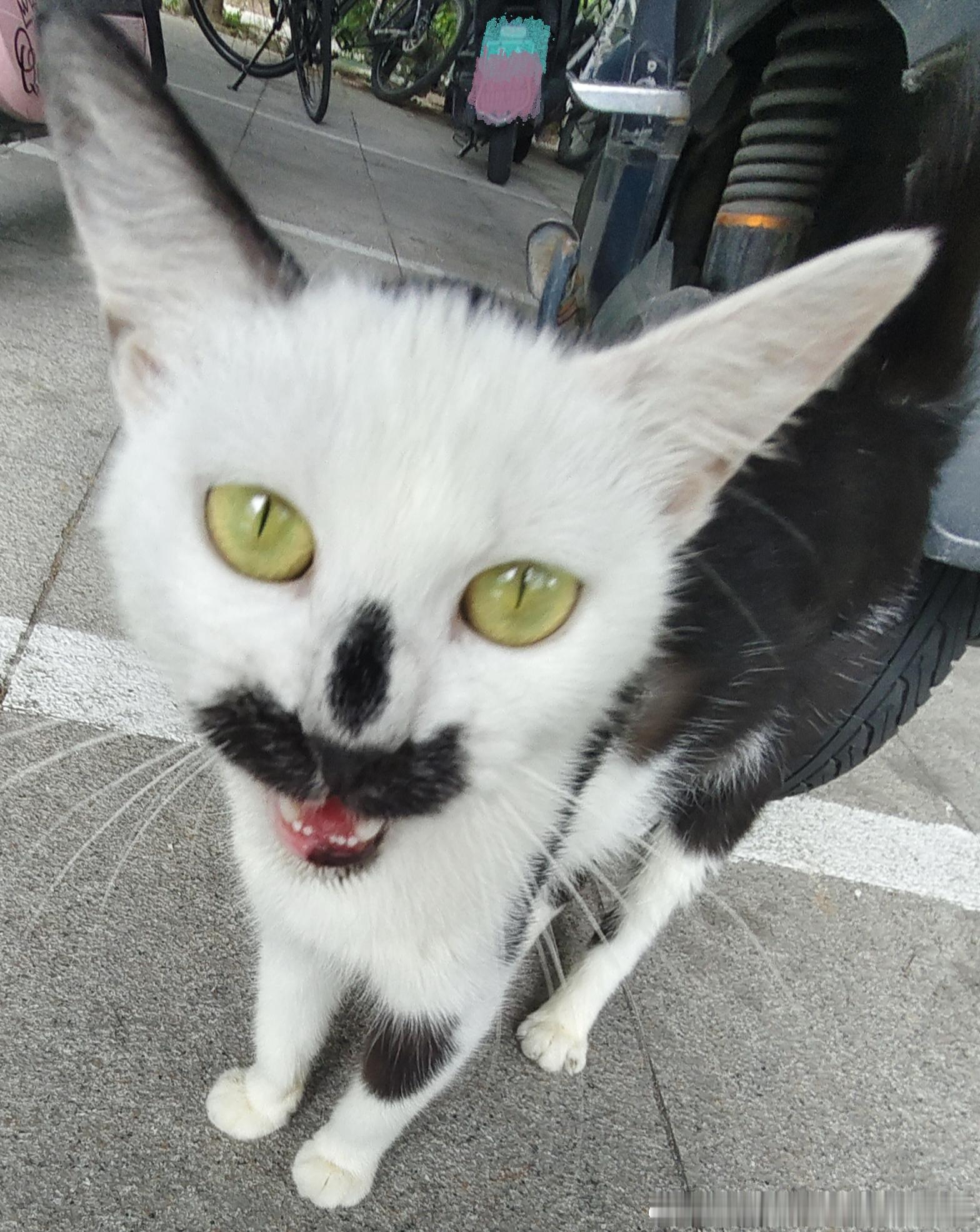 50317【丑猫】这个小宝宝还有一张嗯 