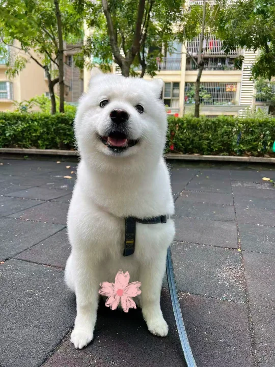 小狗：我来啦、我看看谁家小狗这么可爱呀