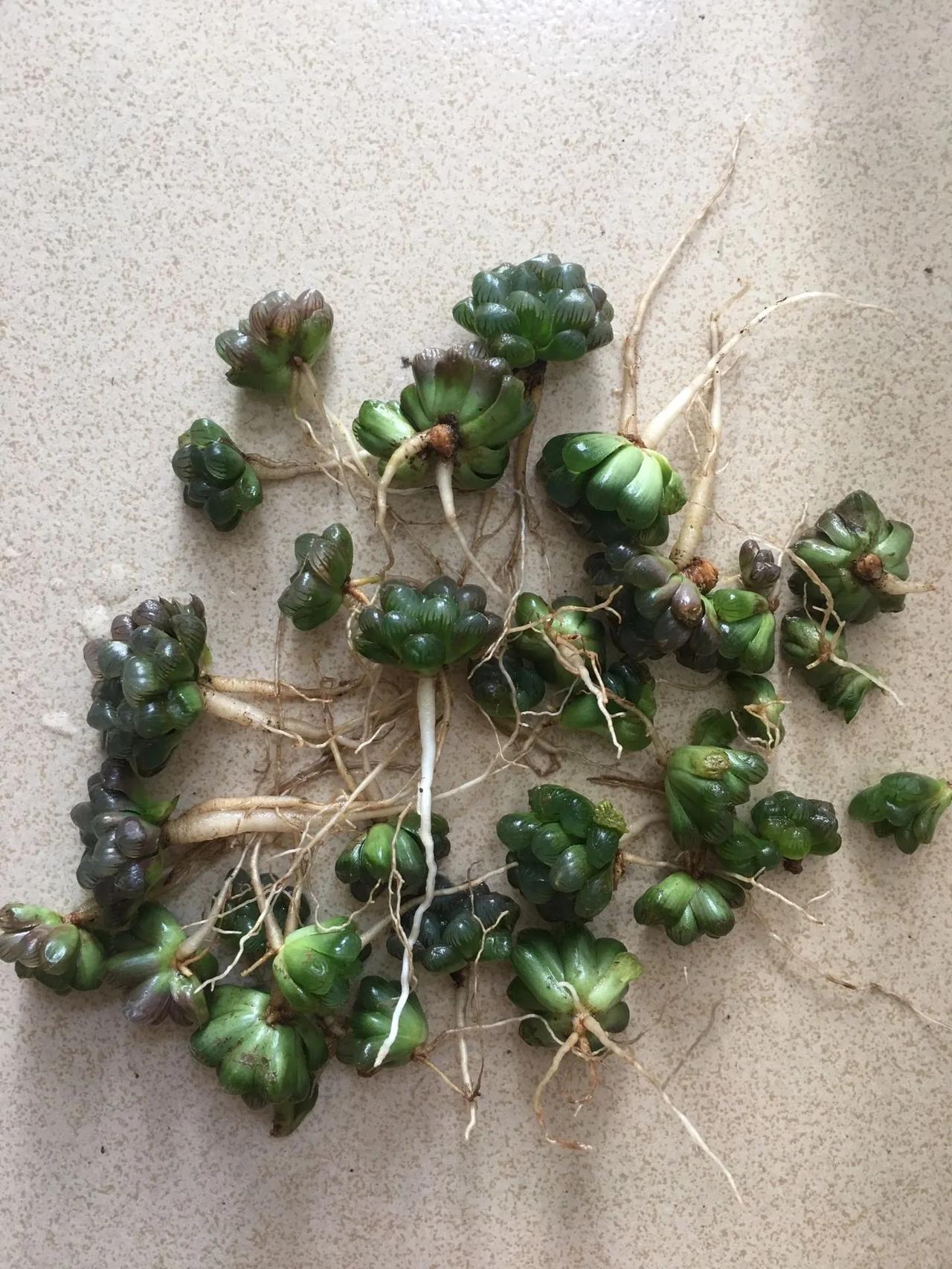 放假在家的熊孩子的杰作，全部给我扯出来当玩具玩
想请教一下养肉的朋友们这个季节这