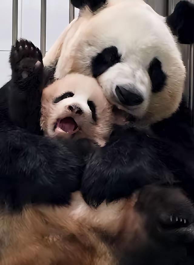 看看爱宝抱着小四妹真是沉甸甸的母爱呀
爱宝爱女士是一个非常执着的妈妈
如果她想抱