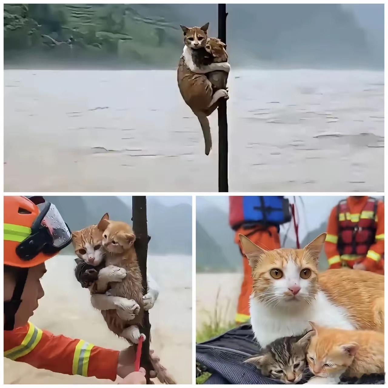 洪水来临，猫妈妈紧紧抱着自己的孩子，直到救援人员到来。这就是母爱的伟大，哪怕它只