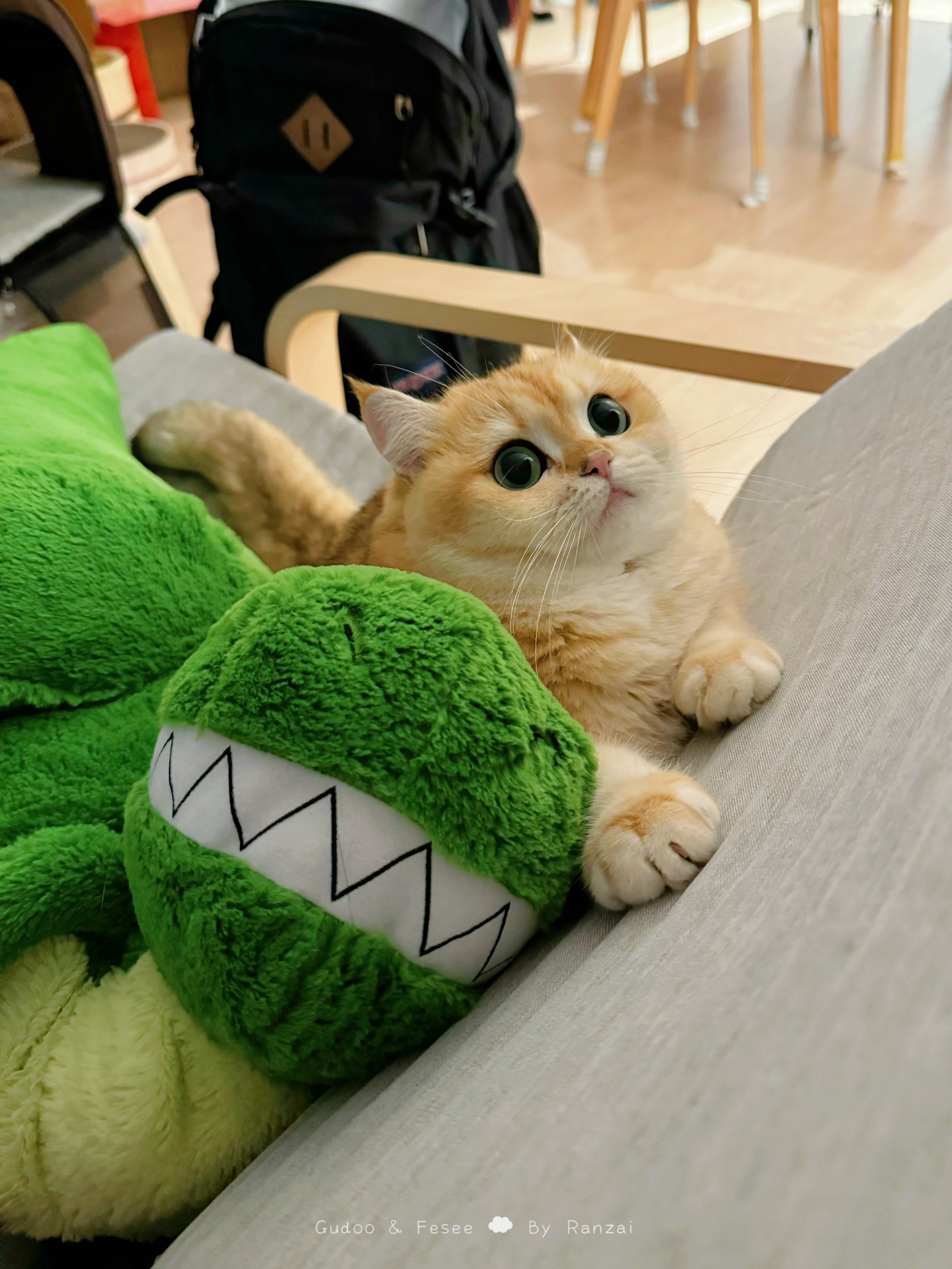香香公主捕猎，眼睛瞪的老大[努力]#菇冬怎么肥四[超话]##萌宠种草节# ​​​