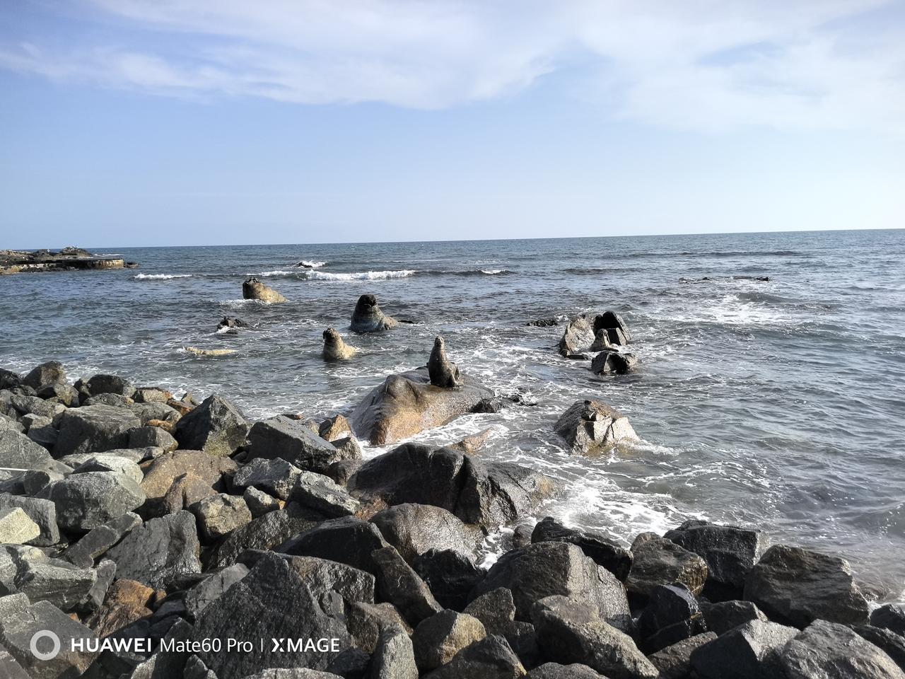 晒图笔记大赛海豹🦭出没