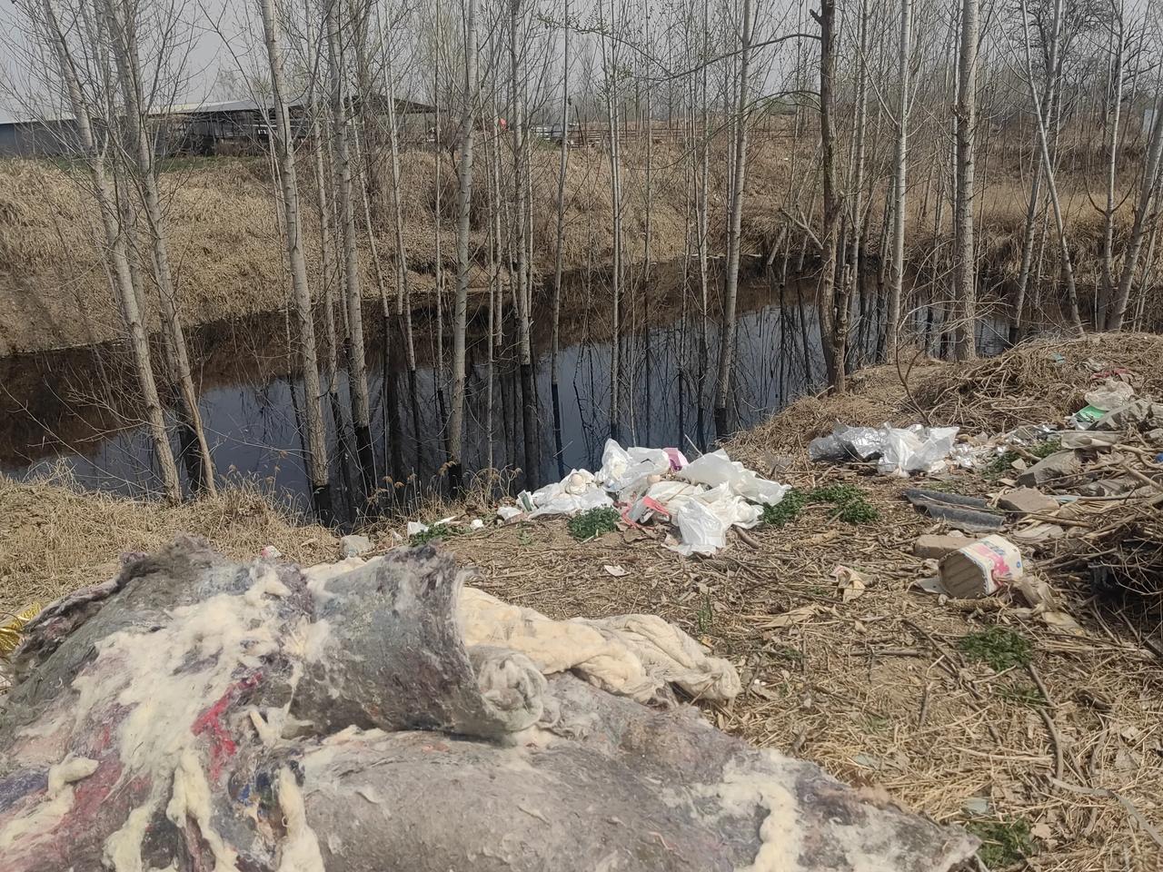 我们村今年夏天蚊子肯定多。
在我们村北边，离我家也就几百米的距离，坑里的水又黑又