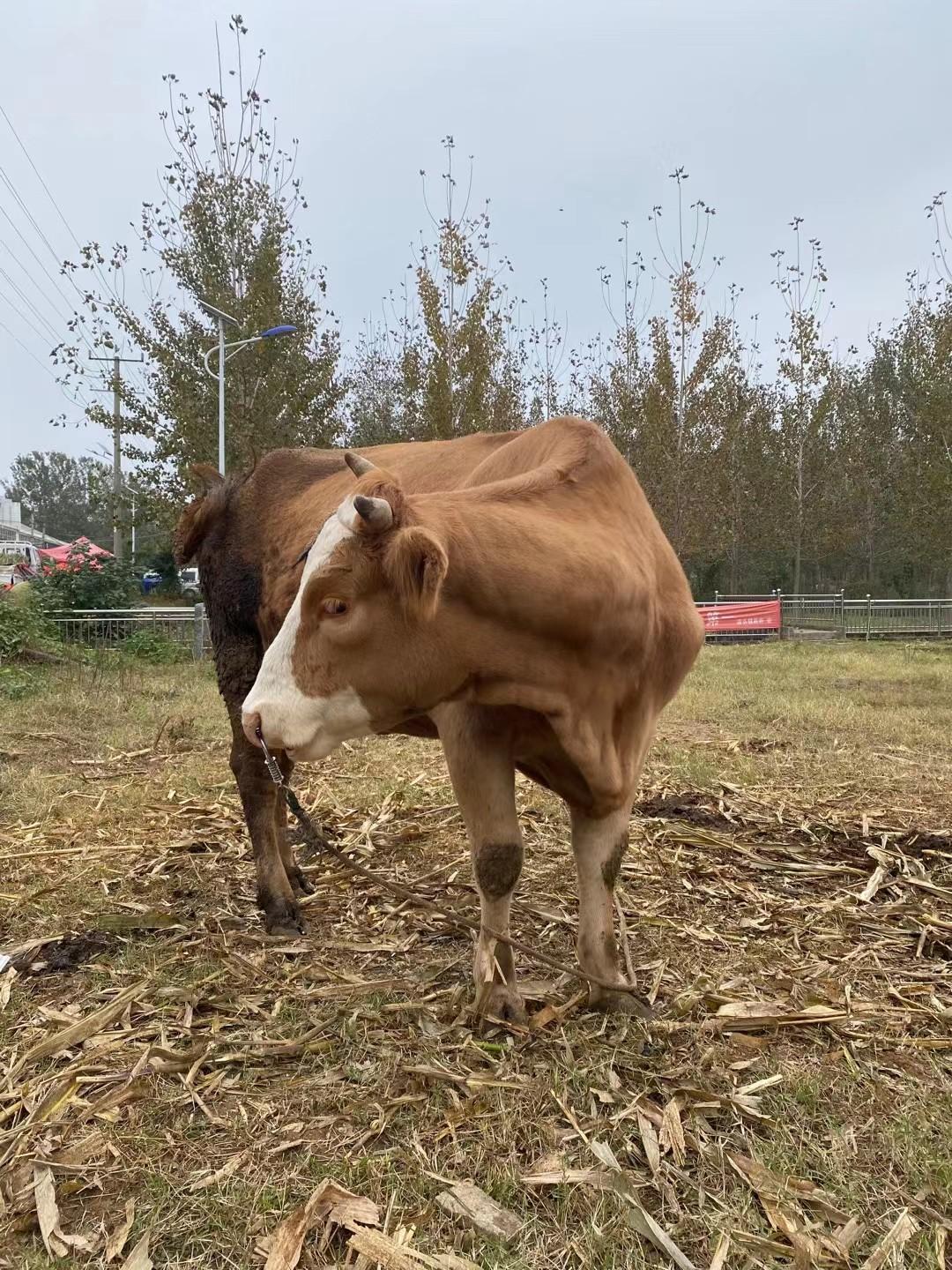 心里无诗莫强求，求来求去不自由。
​一缕阳光一口茶，坐看涑水向东流。
     
