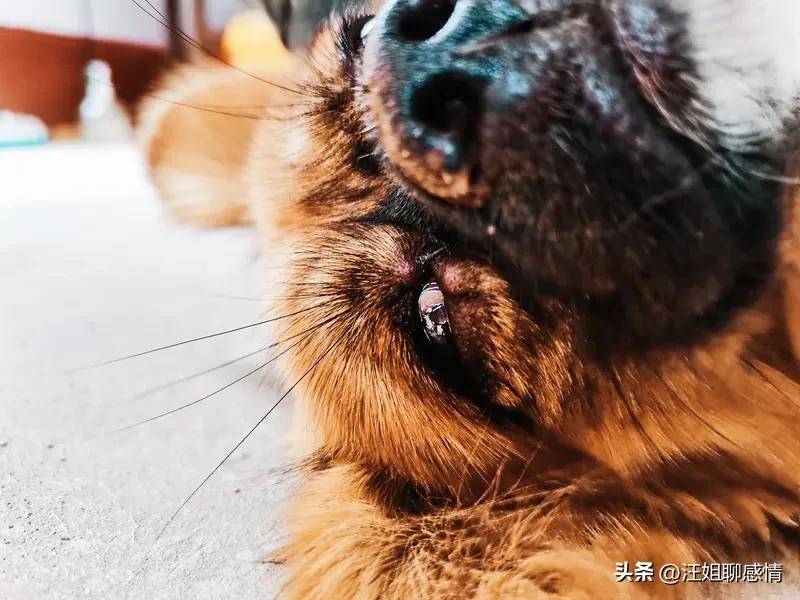 被狗咬伤，能算工伤吗？

早上出门，隔壁王叔一瘸一拐，裤腿还带着牙印。问他咋了？