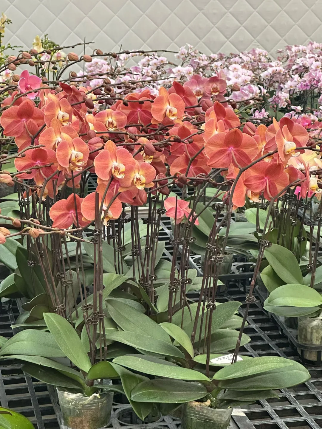 Live 实况｜悄悄剧透一下今年的蝴蝶兰年宵花