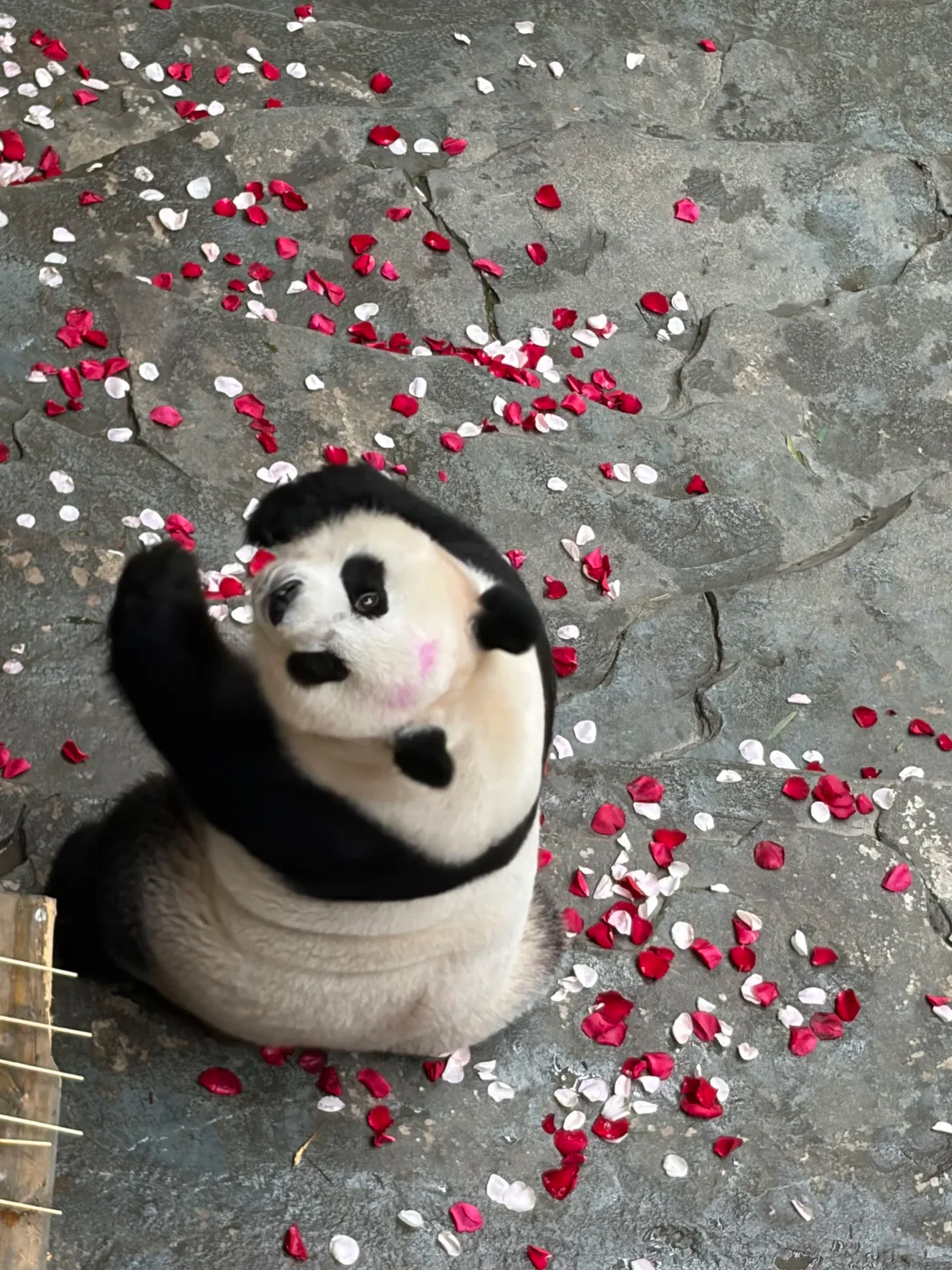 美熊回眸 