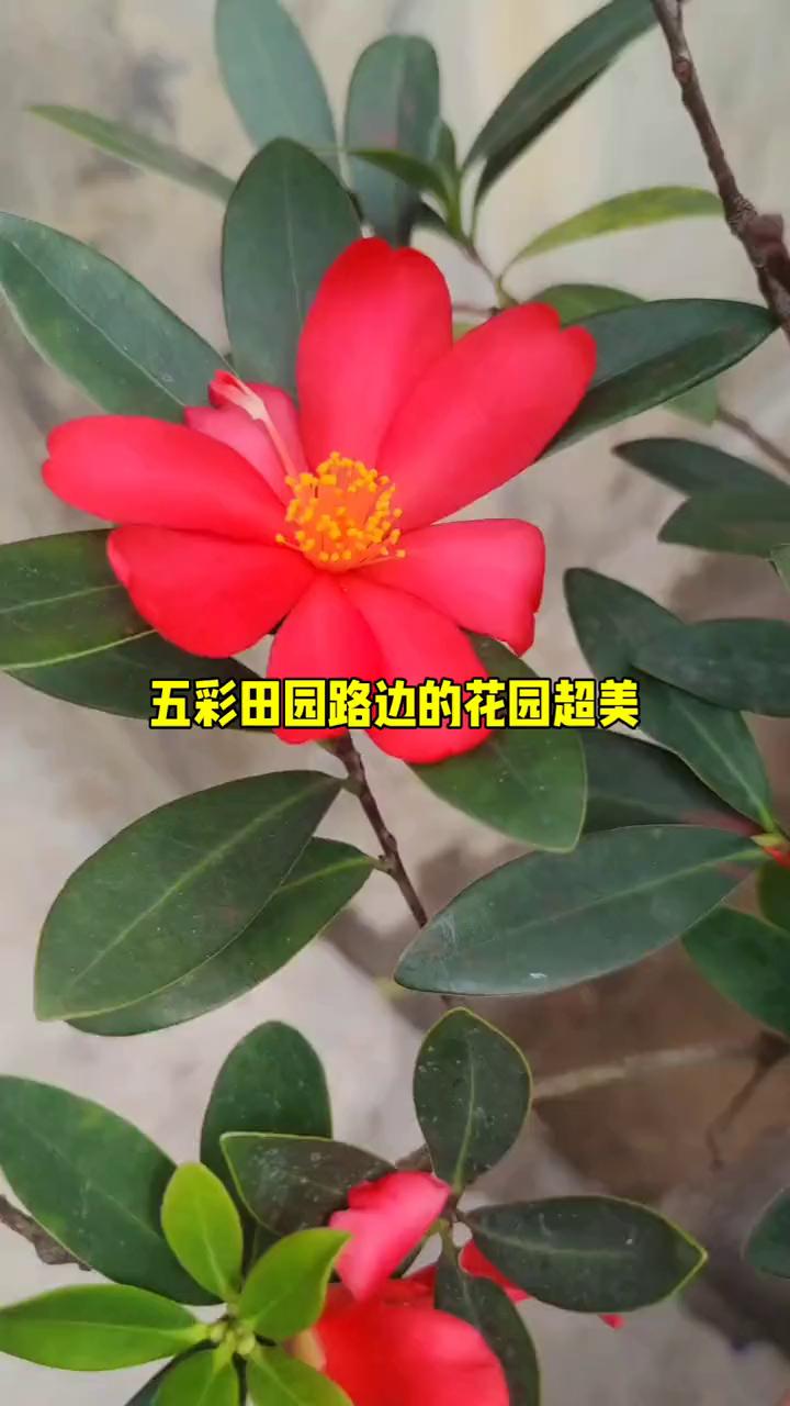 五彩田园路边的花园超美。
自驾游来到玉林五彩田园路边，意外发现一个超美的花园。各