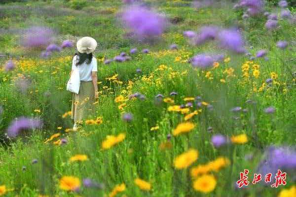 武汉文旅资讯  花坛中，蔷薇静静开着，粉白花瓣温柔甜美，一旁的月季也正开得热烈，
