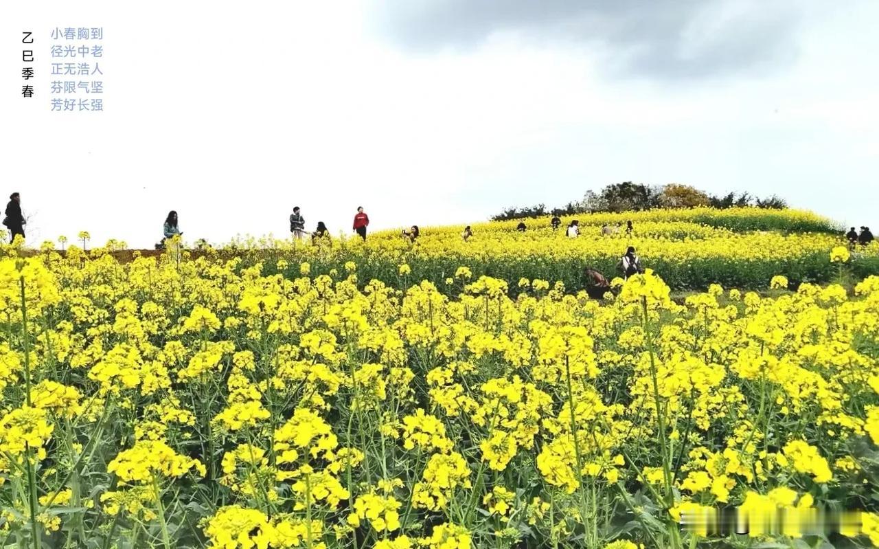 雨润田间