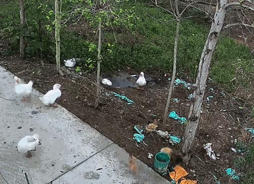 “太吓人了！”2025年11月，河南信阳，一村民去喂鹅时，发现少了一只18斤的大