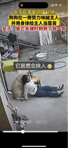 万物皆有灵！安徽阜阳，一女子在家中院子里倒地昏迷4分钟，家里的狗狗在一边陪伴，并