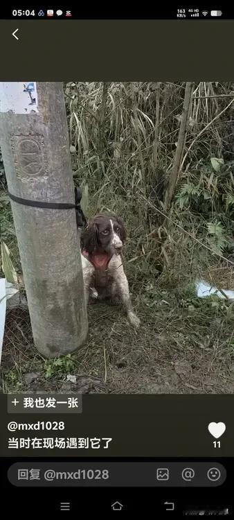 这是来自四川灾区的搜救犬。只要它一嗅到地底下存在生命气息，就会用带血的爪子不停地