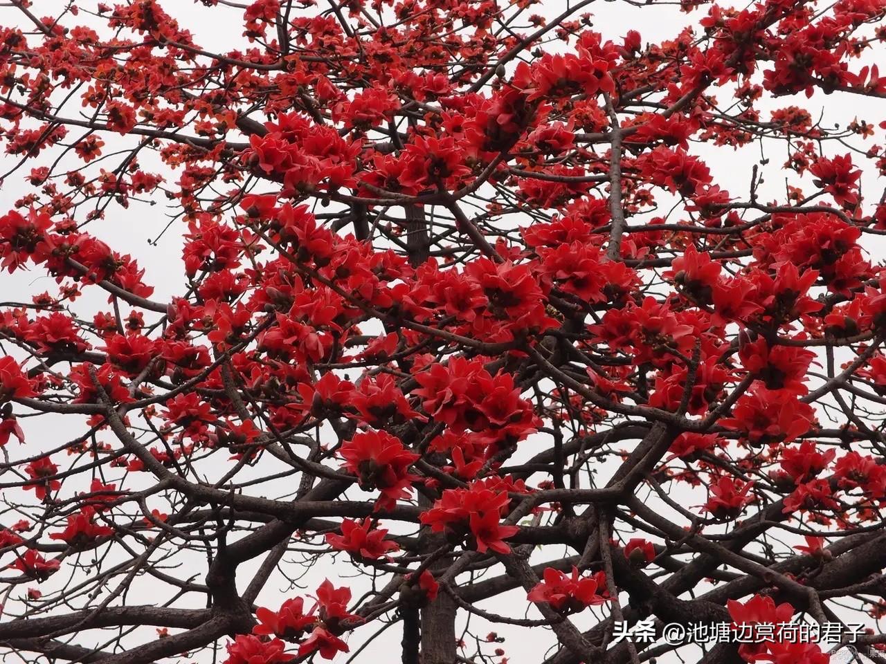 最近出门，被路边的木棉花惊艳到了，随手拍了几幅漂亮的木棉花照跟大家分享。
木棉花