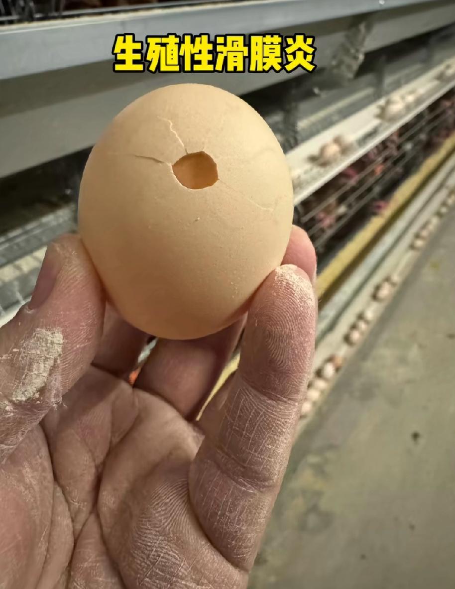 以后别专挑带屎的鸡蛋买了，带屎的鸡蛋不代表原生态，而是鸡有肠炎！

看了养鸡专业