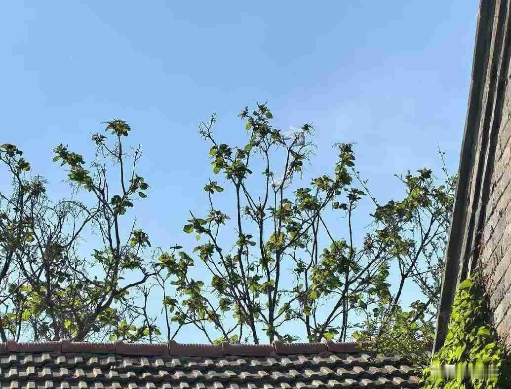 今天是5月30日，星期六，我们这里是晴天，最高气温零上31度，最低气温零上20度