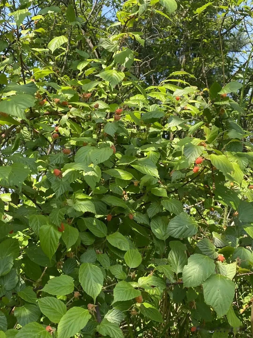 大家知道这是什么东西吗？朋友在山上摘的。说很好吃，说明天给我送点来吃。#分享老家