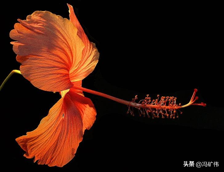 盘口，这半个小时，还行，，黄色曲线已经突破上午高点，活跃度恢复很多