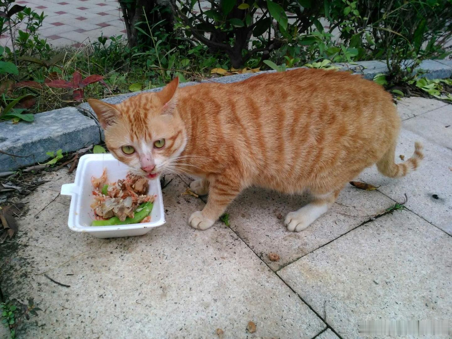 #投喂流浪猫被判赔24万案将宣判##城市大规模捕杀流浪猫狗# 支持一审判决！投喂