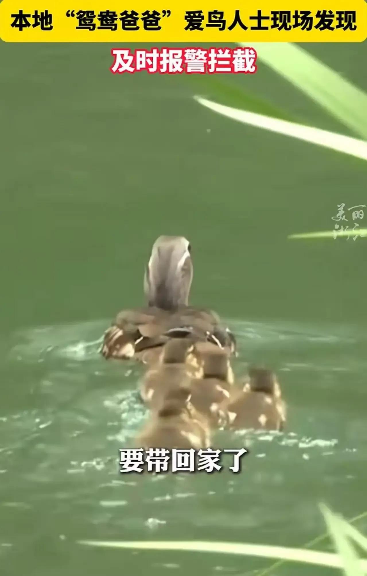 这两天杭州太子湾公园可出了个让人瞠目结舌的事儿，一女游客竟然想偷只小鸳鸯回家养，