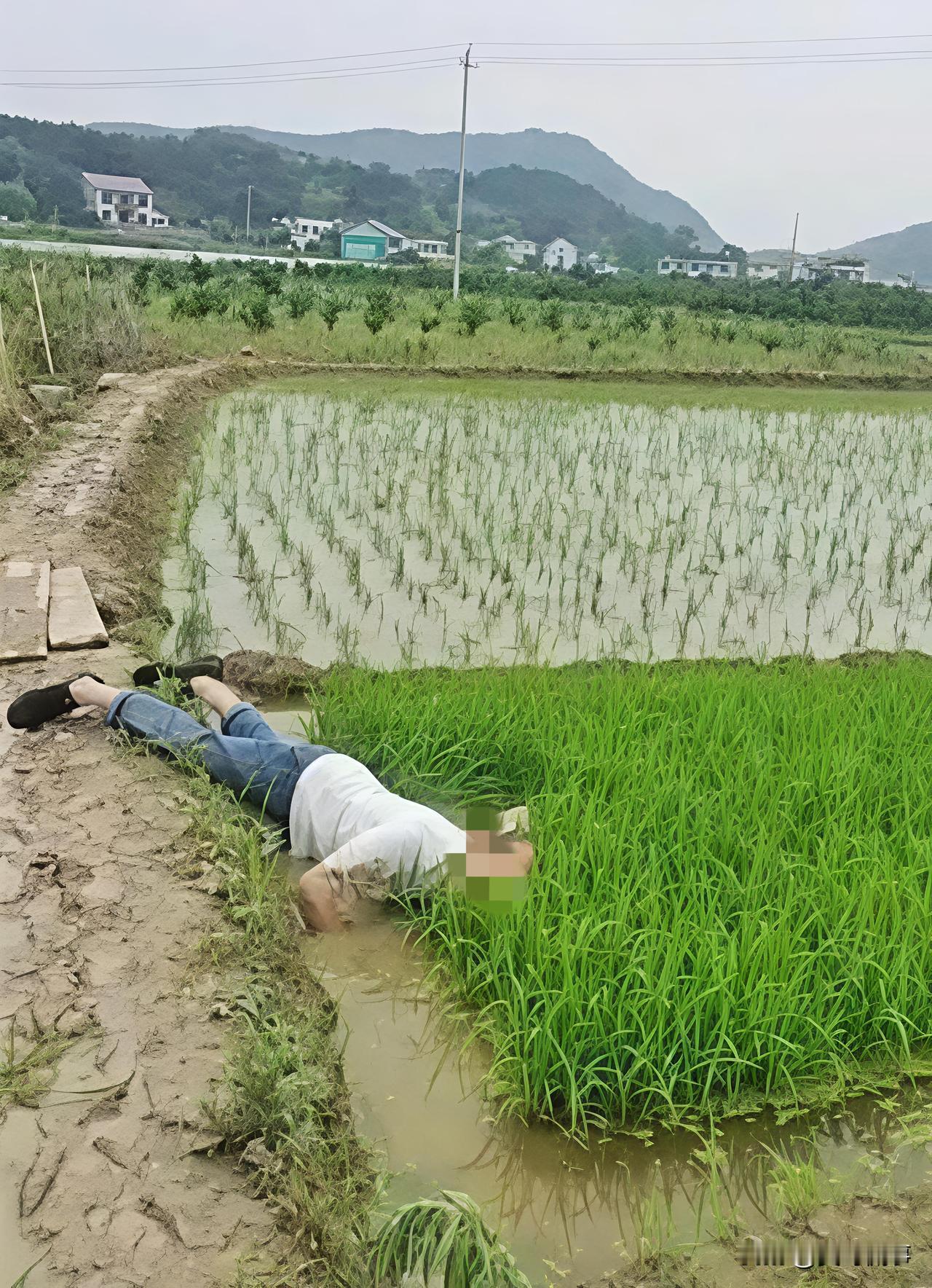 “并非谁死谁有理！”四川成都，一七旬大爷早起锻炼时，路过一片稻田，当他来到稻田边