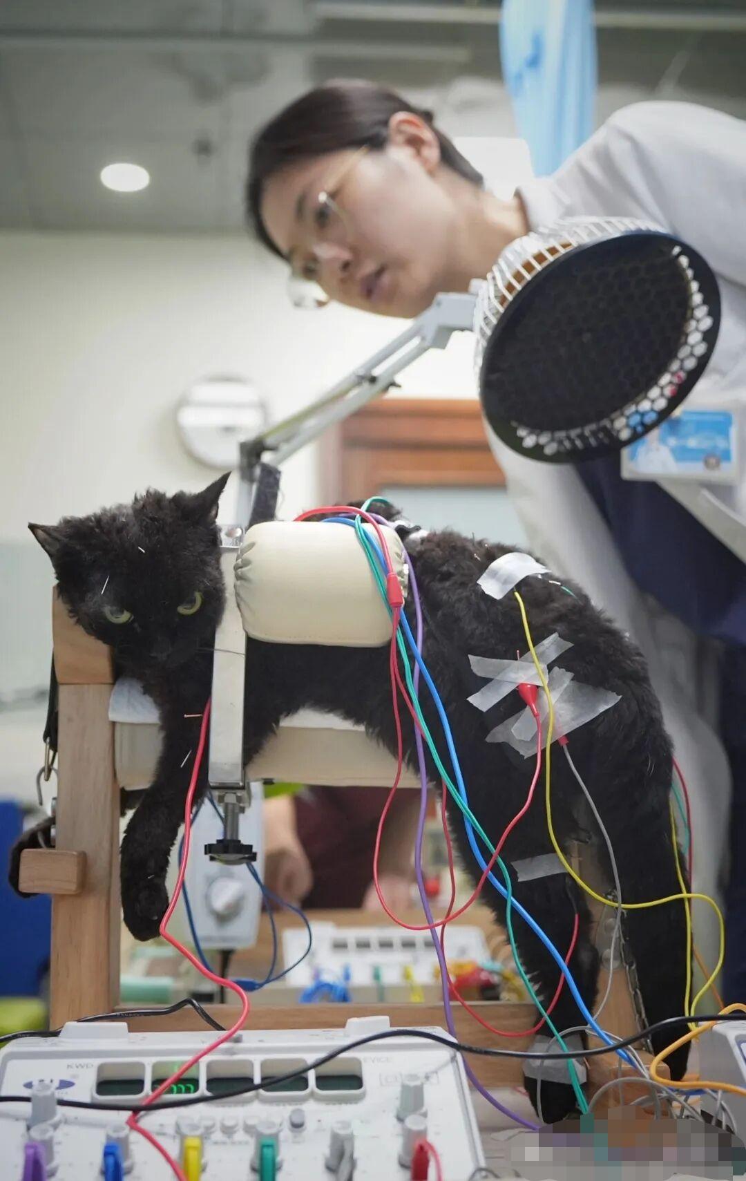 流浪猫输液
