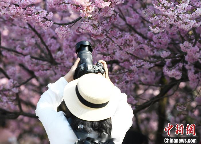#南山植物园3000株早樱绽放#2月18日，位于重庆市南岸区的南山植物园内300