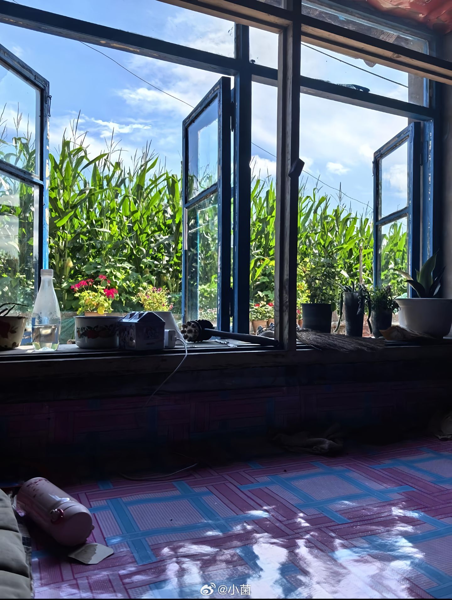 小菌 早你好四月东北夏天。原来最美的风景是那年夏天 