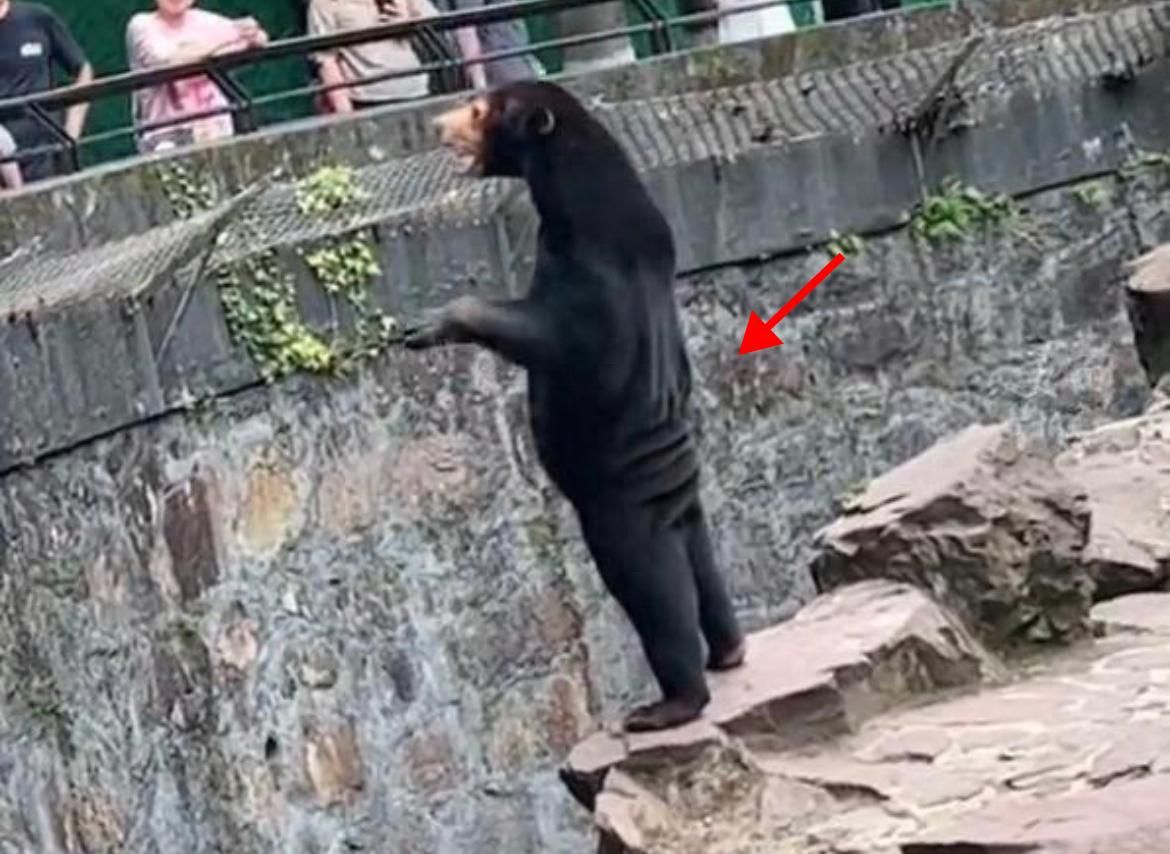 无知者无畏？青海一游客偶遇5只野棕熊！她挥手它站立，有多险？
辽宁沈阳动物园的一