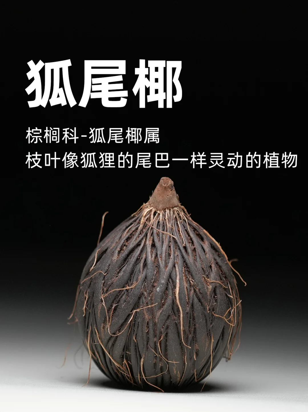低头捡个秋｜狐尾椰的红与千丝菩提的黑～