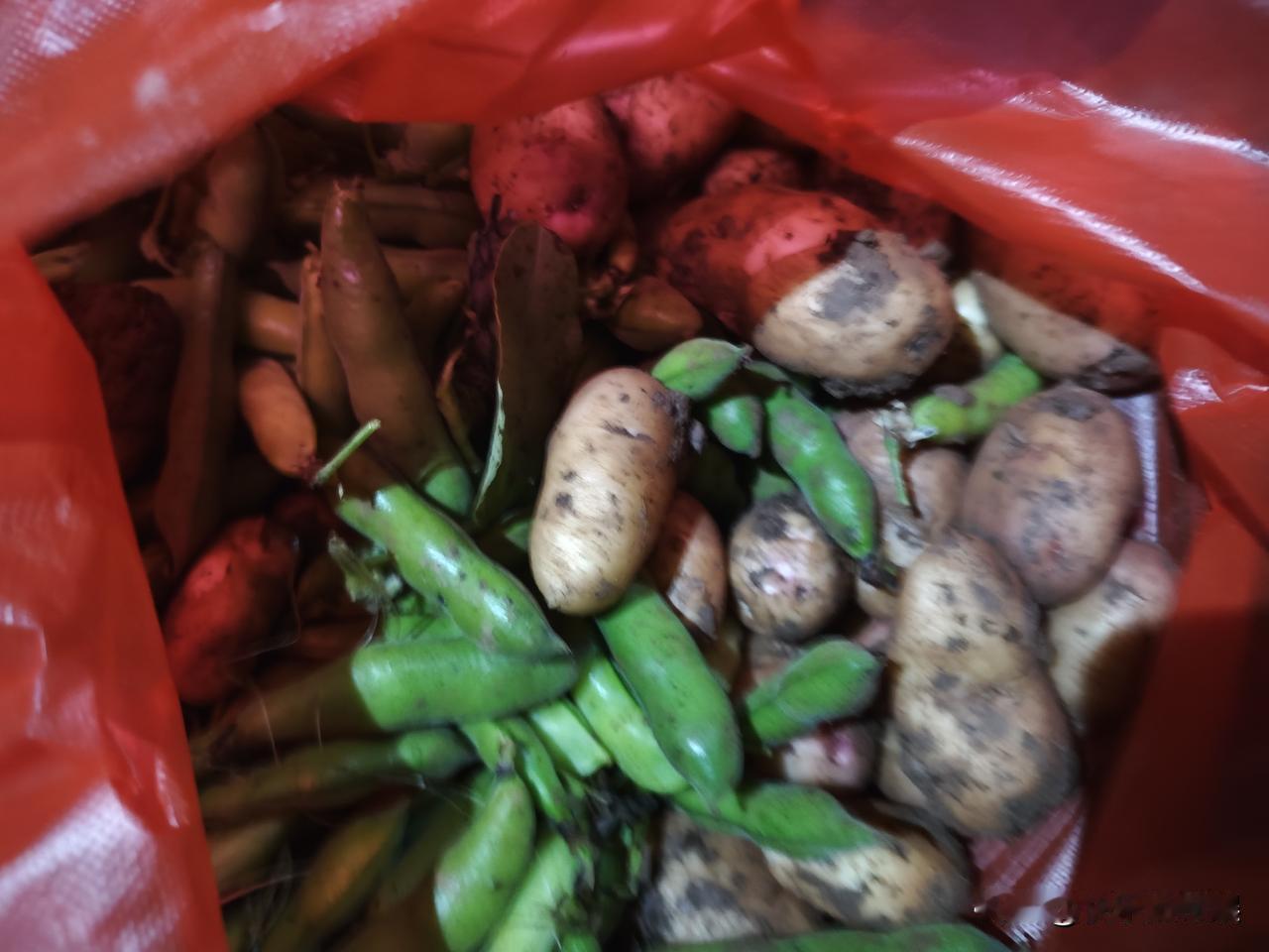 老家挖了土豆，很嫩，明天可以用来烧排骨
还有新鲜的胡豆，虽然我不喜欢吃，但是也可