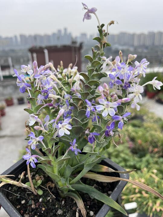 超级香的金字塔拉培疏