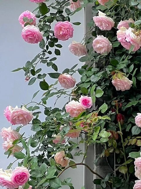 《九月九日忆山东兄弟》唐·王维独在异乡为异客，每逢佳节倍思亲。遥知兄弟登高处，遍