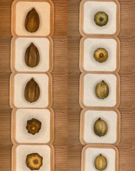 盘柠檬 D131
盘柠檬