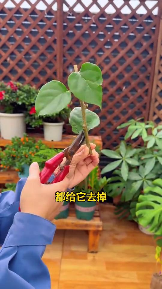 三角梅不用花钱买，随便剪根枝条就能活。
·将枝条剪成二十厘米左右的小段，然后将枝