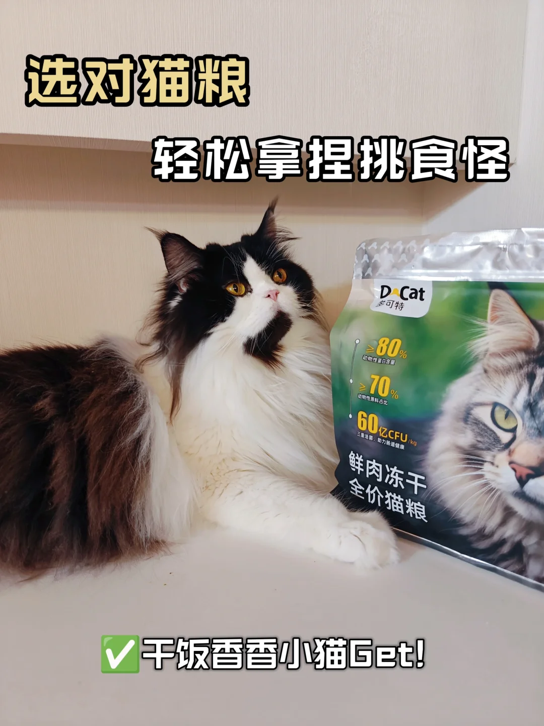 新手养猫｜选对猫粮轻松拿捏挑食猫