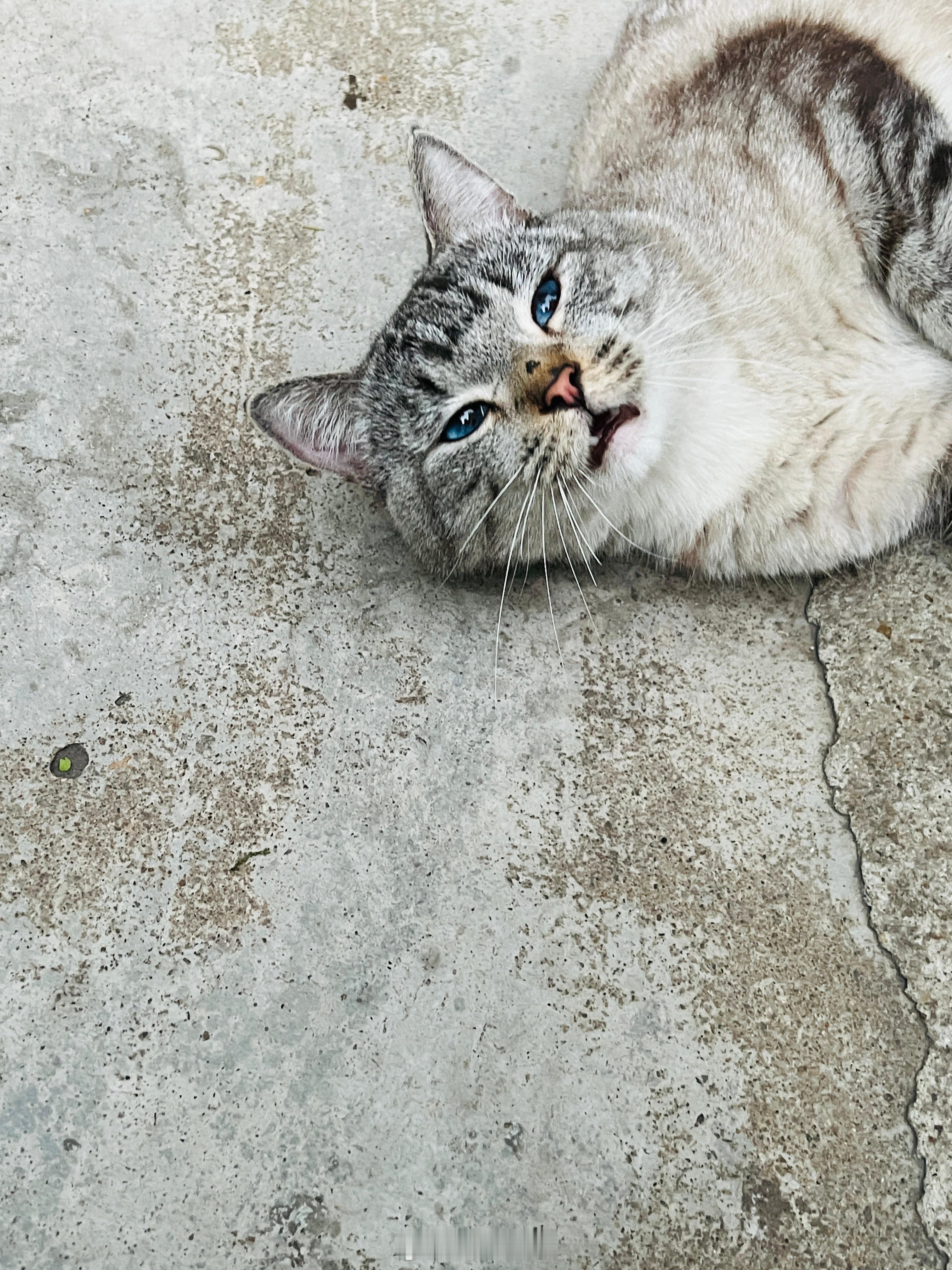 广州寻猫启事天河领养代替购买广州领养适龄绝育是否有貓友遺失了貓家人？非常親人～應