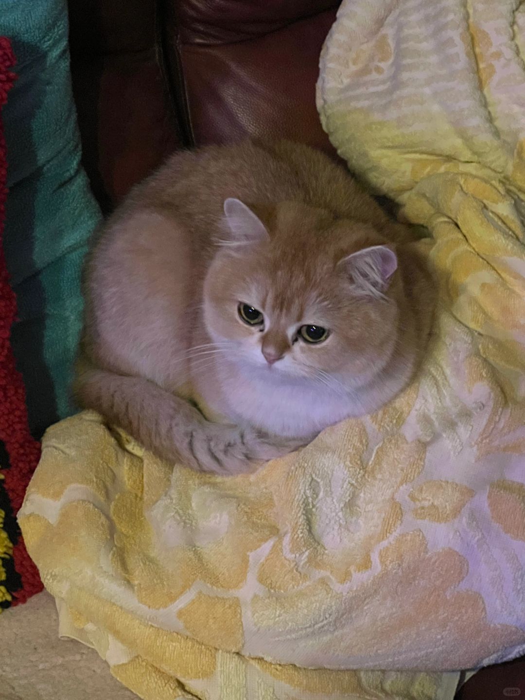 是不是所有猫猫都更喜欢你爸妈😭