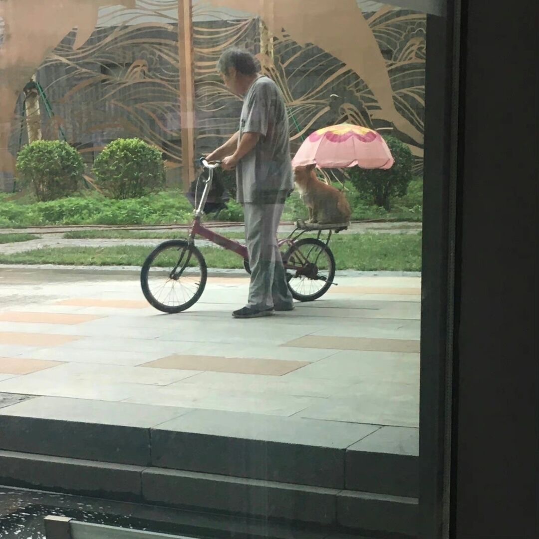 老人雨天骑车也没忘给小狗撑伞小狗内心：“狗狗我下雨天也不用愁咯”[抱一抱] ​​