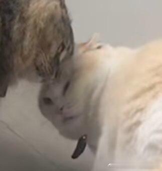 49807【丑猫】打架时候便秘了 