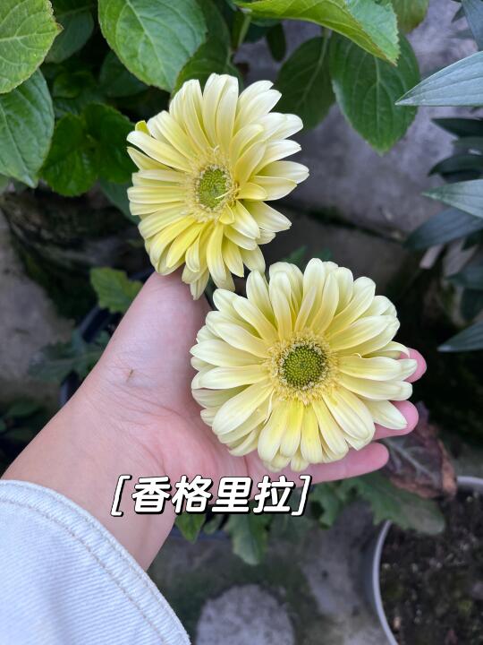 它怎么就开不标准呢