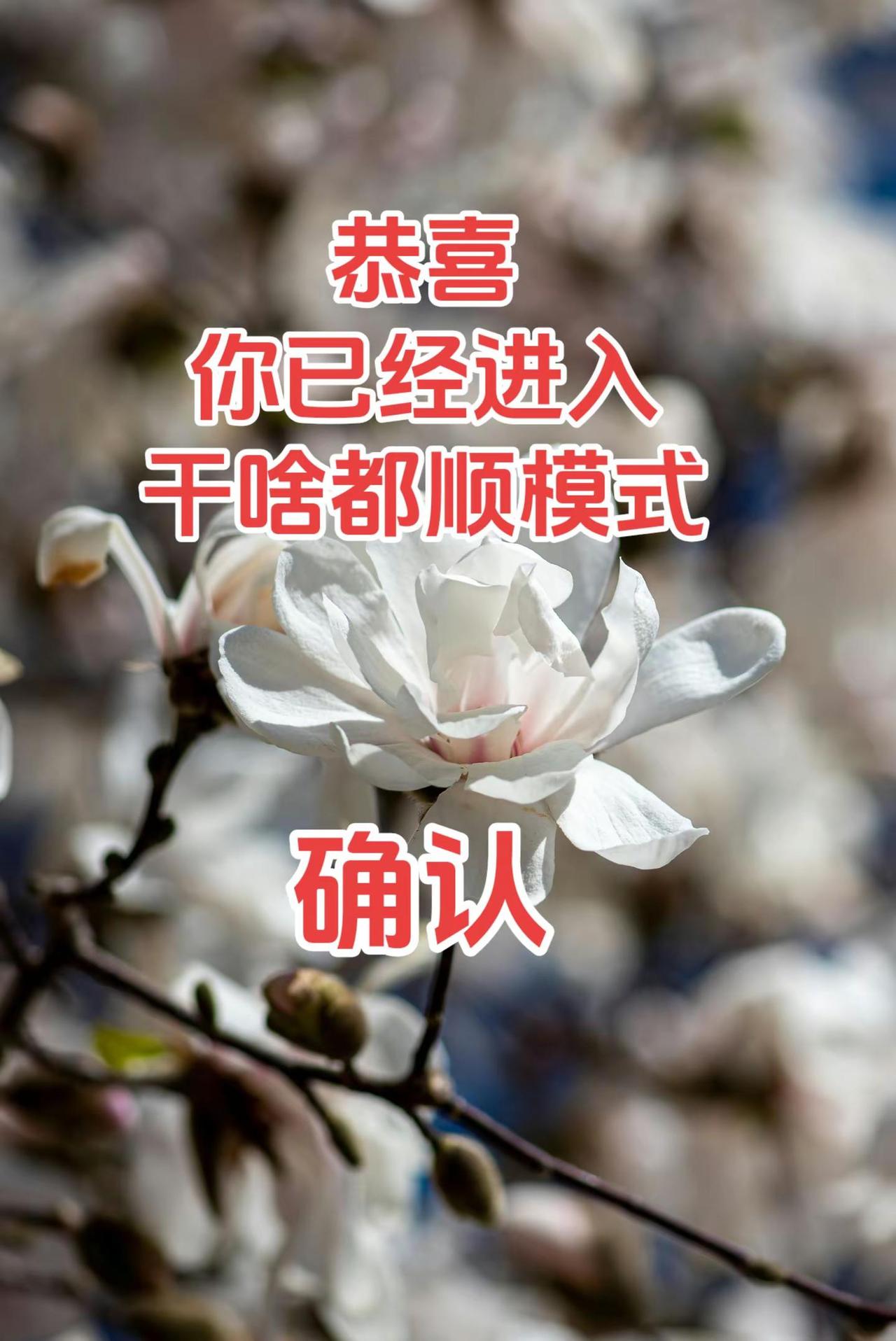 玉兰 花开富贵好运来 玉兰花 又到赏杏花的季节了 春已至花已开