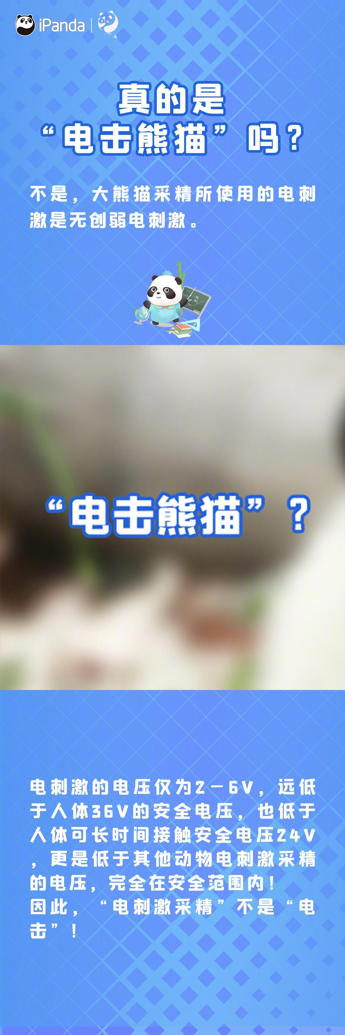 【#9图读懂大熊猫电刺激采精#[举手]】电刺激采精不是“电击”熊猫，繁殖中优先采