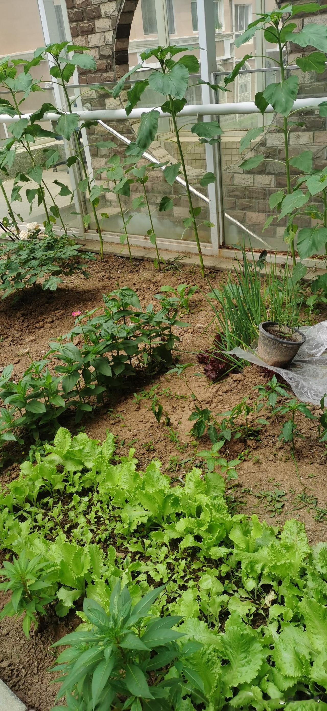 捣练子，纳凉
文/滨城老龙
小院静
院中空
独坐门前纳凉风
观看花舒花瓣落
喜看